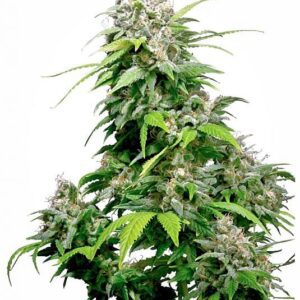 California Indica Feminized Seeds