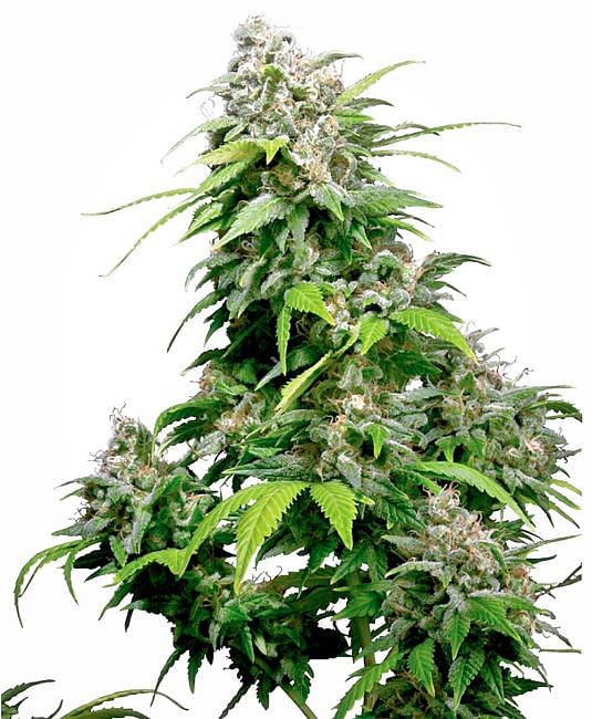 California Indica Feminized Seeds