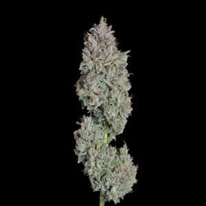 Easy Button Auto Feminized Seeds