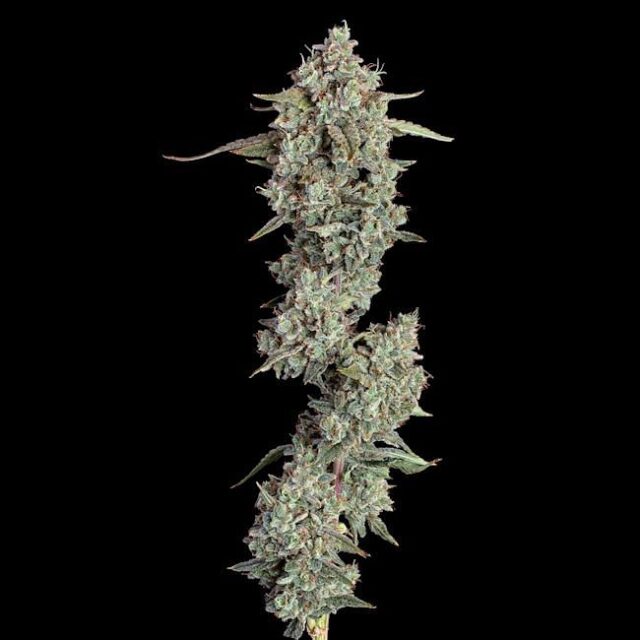 Everglades OG Auto Feminized Seeds