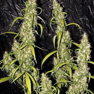 Neville's Haze Regular Seeds