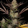Apple Strudel Auto Feminized Seeds