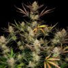 Apple Strudel Auto Feminized Seeds