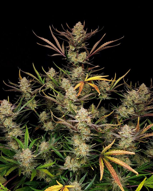 Apple Strudel Auto Feminized Seeds