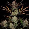 Apple Strudel Auto Feminized Seeds