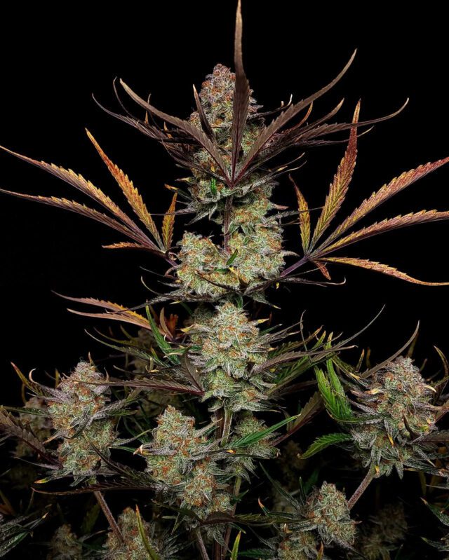 Apple Strudel Auto Feminized Seeds