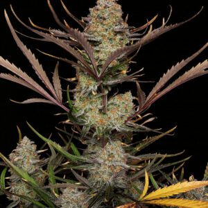 Apple Strudel Auto Feminized Seeds