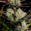 Apple Strudel Auto Feminized Seeds