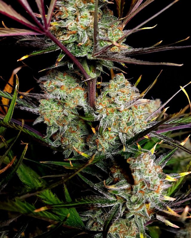 Apple Strudel Auto Feminized Seeds