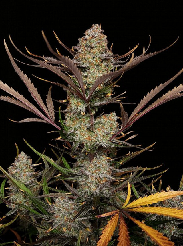 Apple Strudel Auto Feminized Seeds