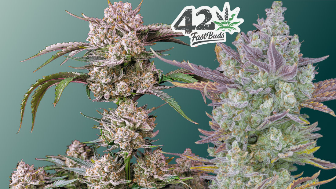 Fast Buds top autoflower cannabis seeds