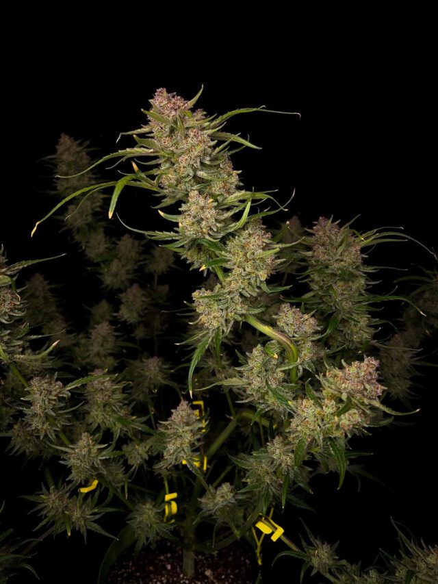 Guava Auto Feminized Seeds