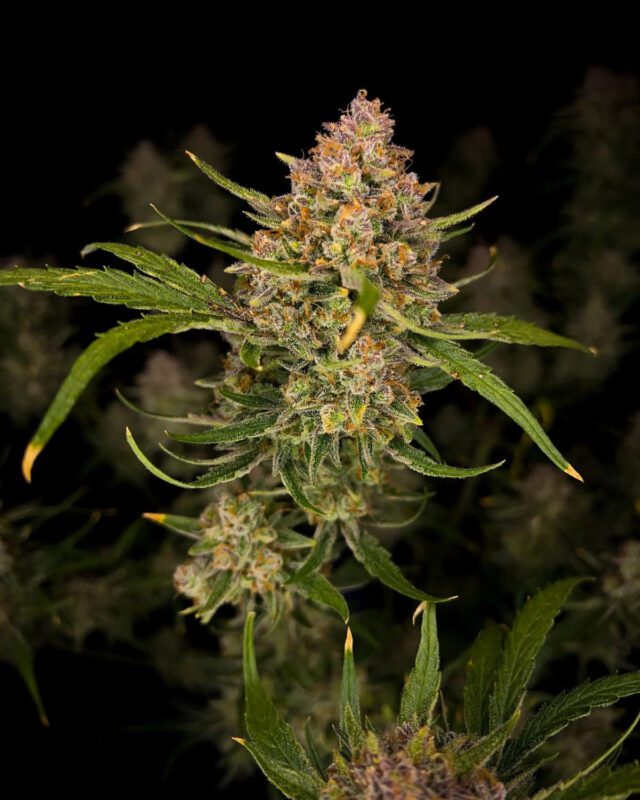 Guava Auto Feminized Seeds