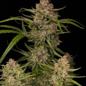 Guava Auto Feminized Seeds