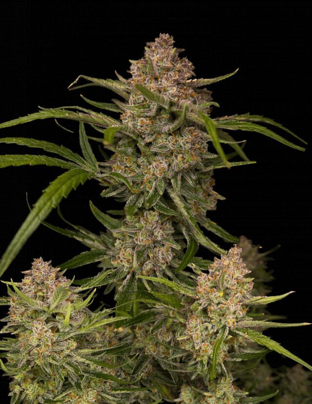 Guava Auto Feminized Seeds