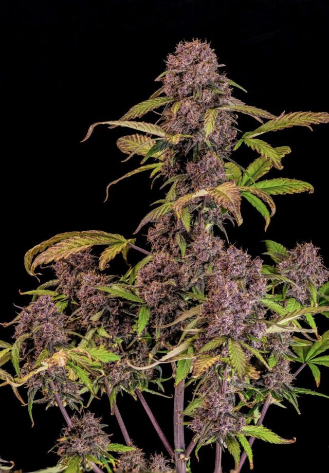 Lemon Cherry Cookies Auto Feminized Seeds