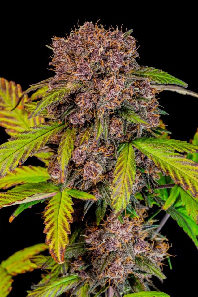 Lemon Cherry Cookies Auto Feminized Seeds