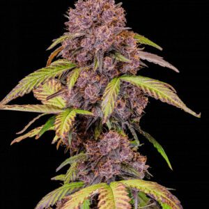 Lemon Cherry Cookies Auto Feminized Seeds