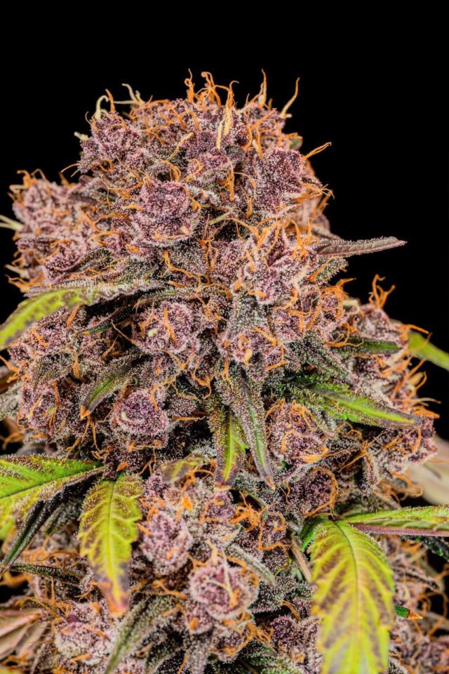 Lemon Cherry Cookies Auto Feminized Seeds