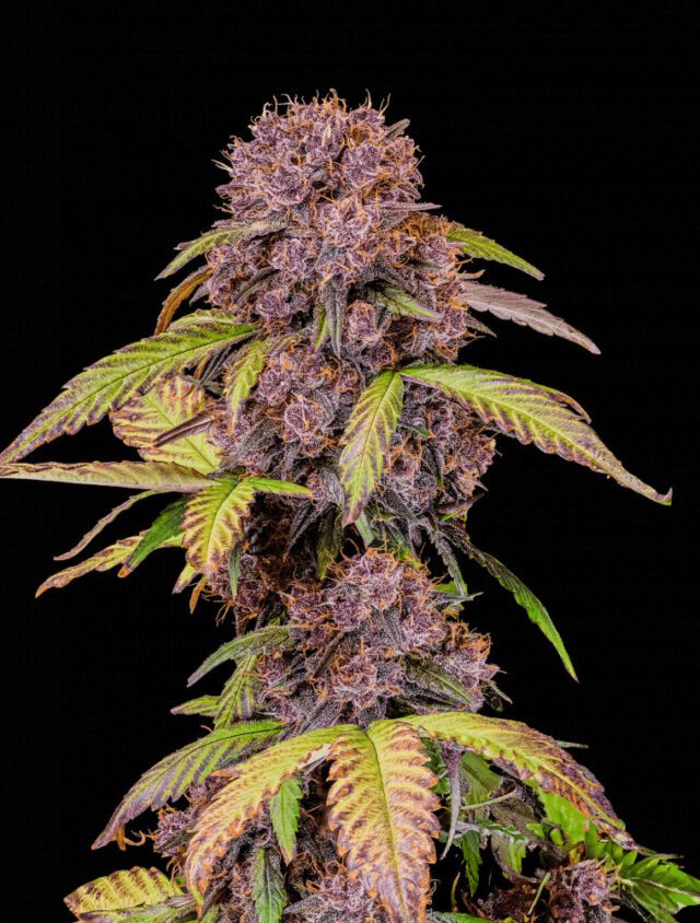 Lemon Cherry Cookies Auto Feminized Seeds