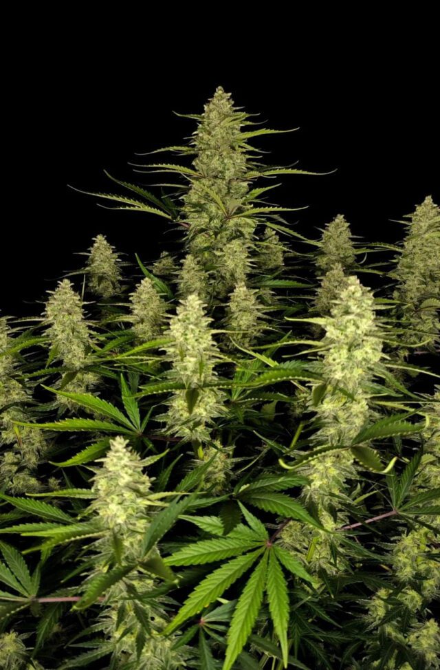 Papaya Cookies Auto Feminized Seeds