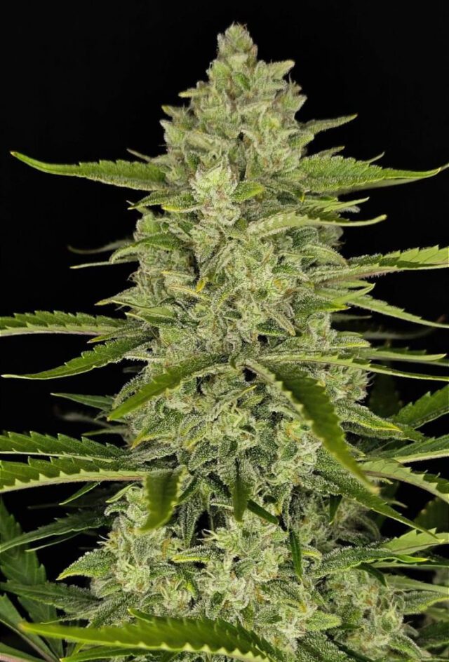 Papaya Cookies Auto Feminized Seeds