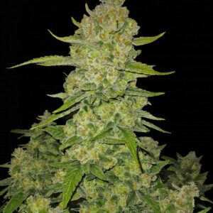 Papaya Cookies Auto Feminized Seeds