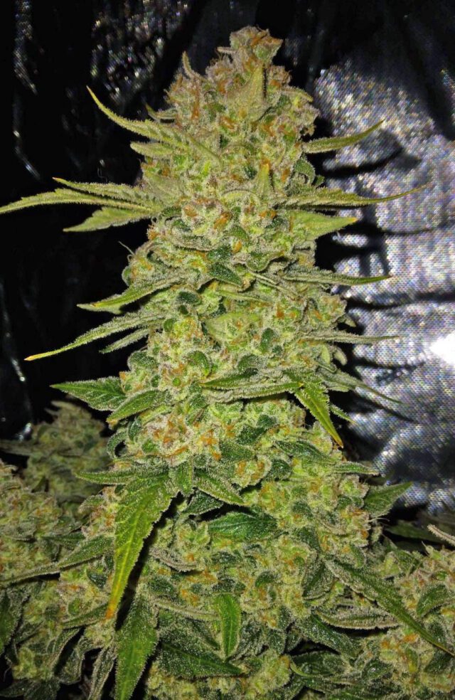 Papaya Cookies Auto Feminized Seeds