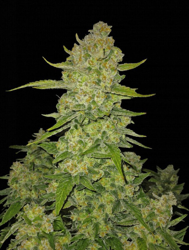 Papaya Cookies Auto Feminized Seeds