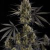 Pound Cake Auto Feminized Seeds