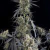 Pound Cake Auto Feminized Seeds