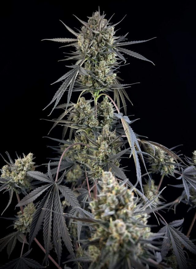 Pound Cake Auto Feminized Seeds