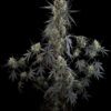 Pound Cake Auto Feminized Seeds