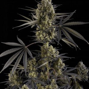 Pound Cake Auto Feminized Seeds