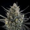 Pound Cake Auto Feminized Seeds