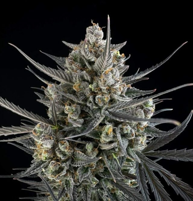 Pound Cake Auto Feminized Seeds