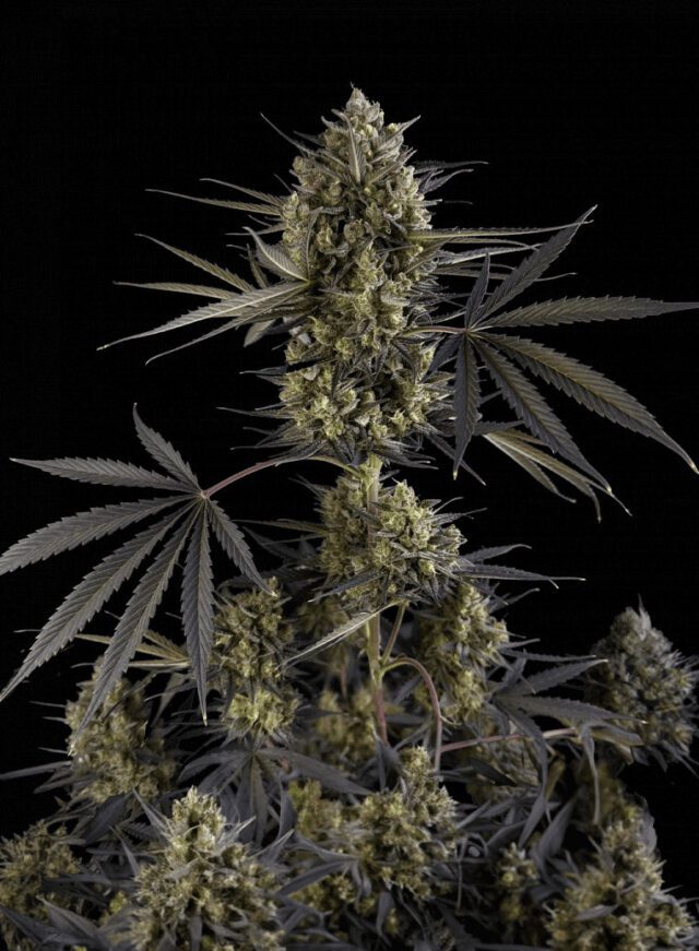 Pound Cake Auto Feminized Seeds