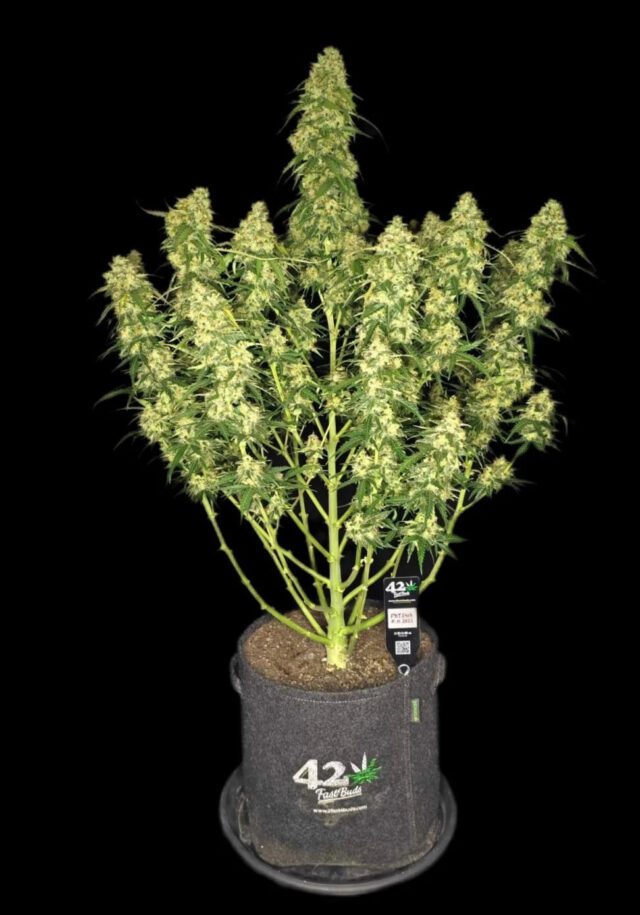 Sour Jealousy Auto Feminized Seeds