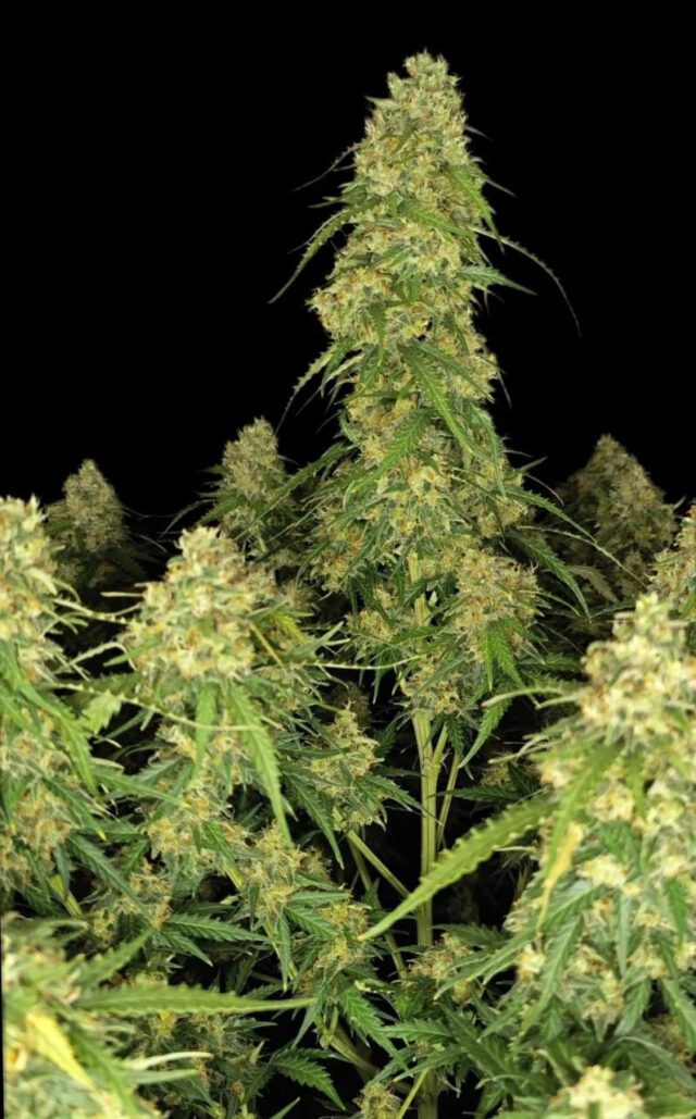 Sour Jealousy Auto Feminized Seeds