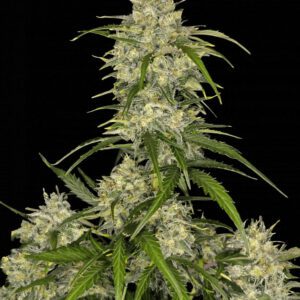 Sour Jealousy Auto Feminized Seeds