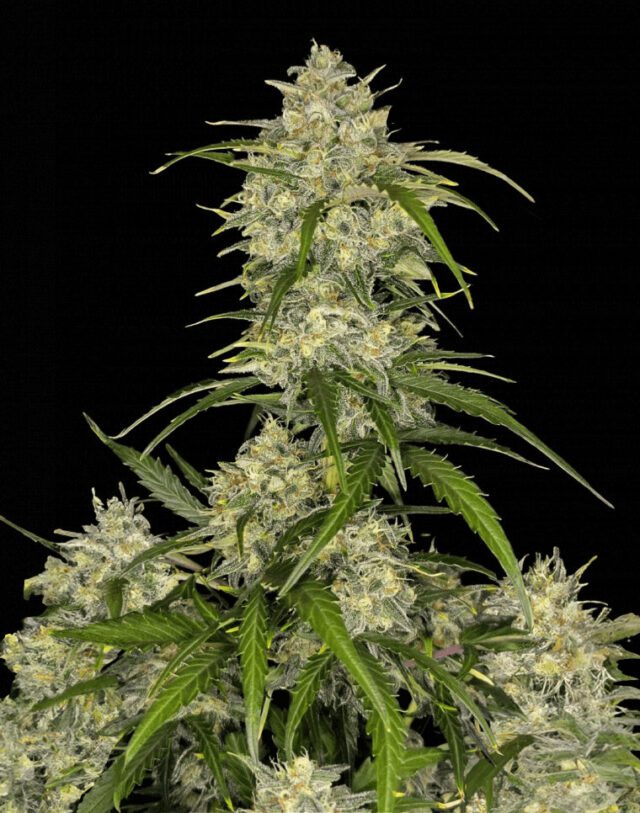 Sour Jealousy Auto Feminized Seeds