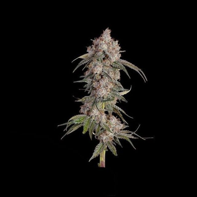 Game Over Feminized Seeds