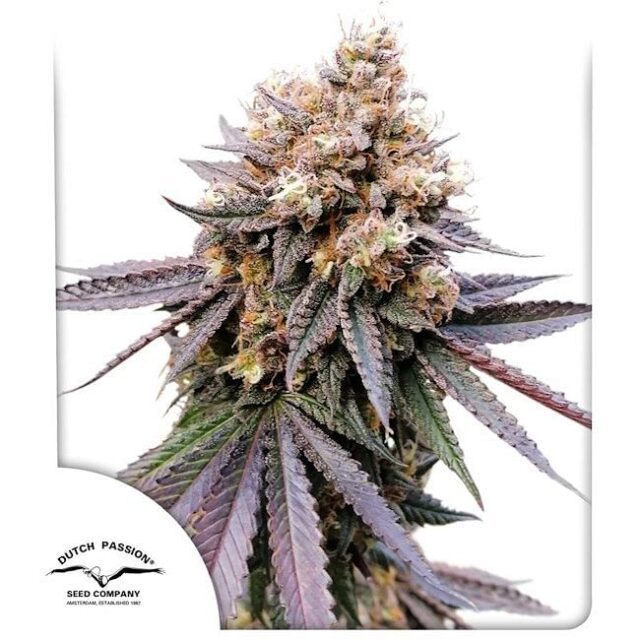 GMO FAST Feminized Seeds