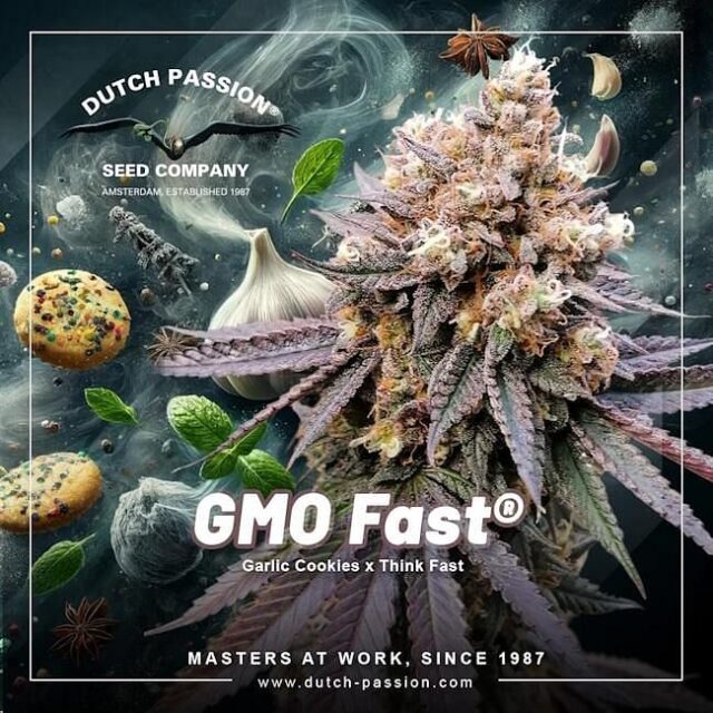 GMO FAST Feminized Seeds