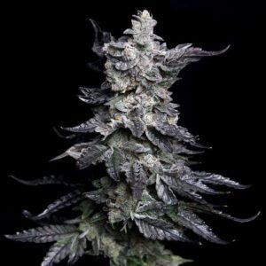 Granny's Apple Fritter Feminized Seeds