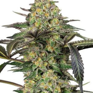 Grapevine Candy Feminized Seeds