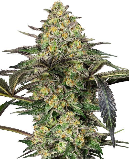 Grapevine Candy Feminized Seeds