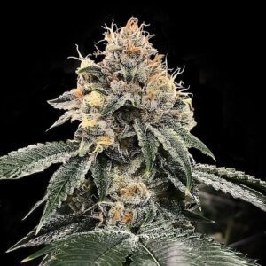 HG23 (Michael Jordan) Feminized Seeds