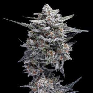 HG23 (Michael Jordan) Auto Feminized Seeds