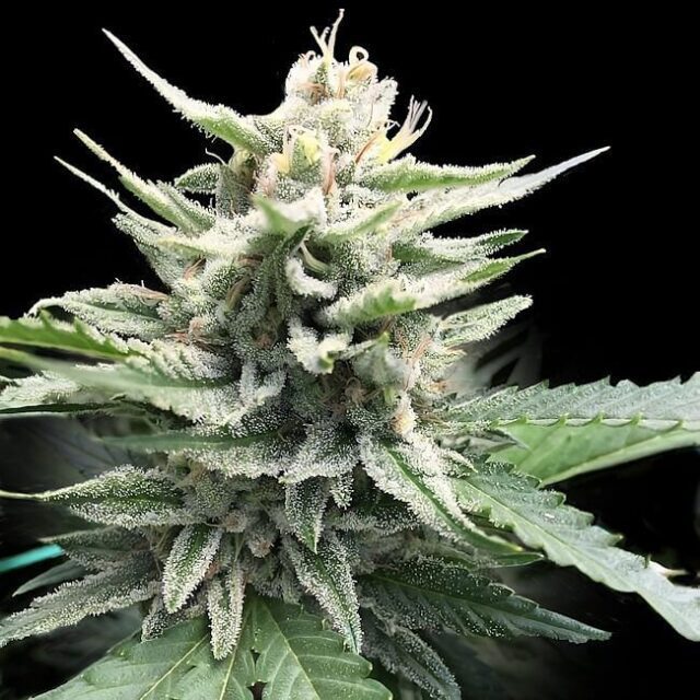 Honey Banana S1 Feminized Seeds